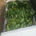 菠菜菜菜菜菜菜菜菜菜菜菜