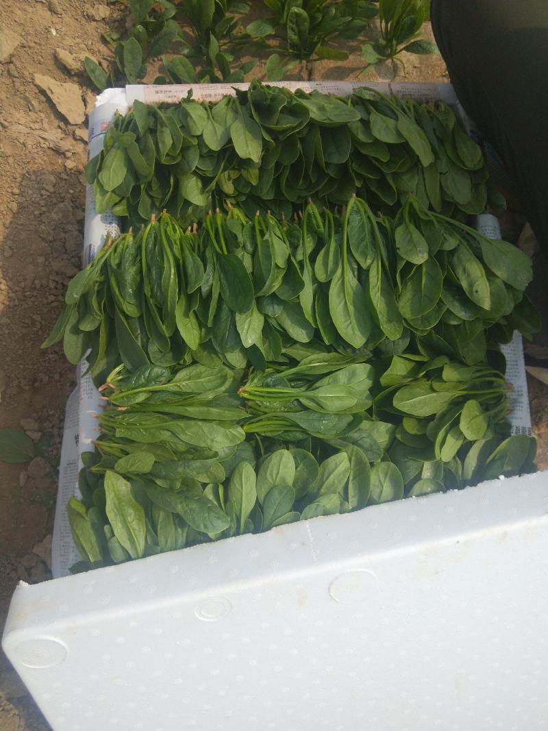 菠菜菜菜菜菜菜菜菜菜菜菜