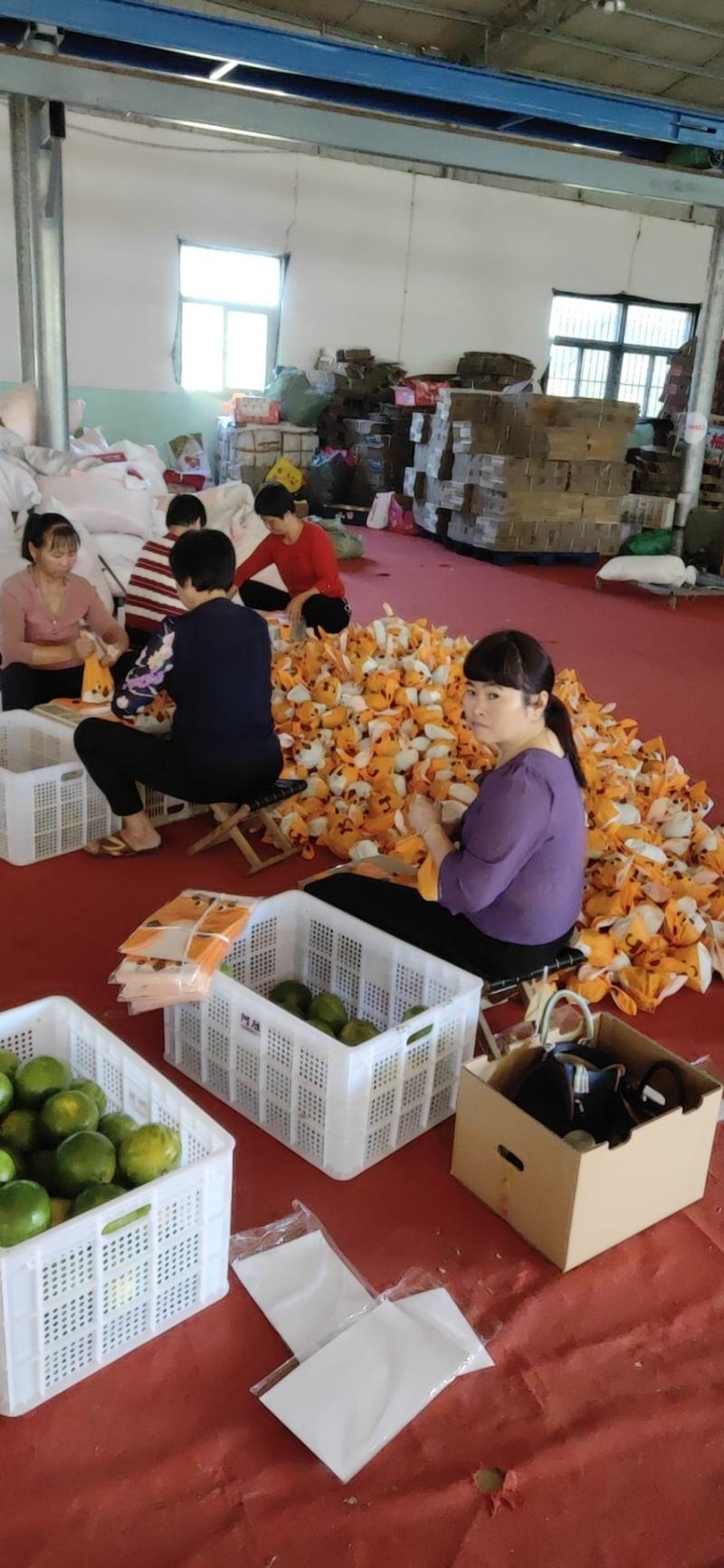 【热卖】葡萄柚，漳州葡萄柚，平和葡萄柚，产地直发欢迎咨询