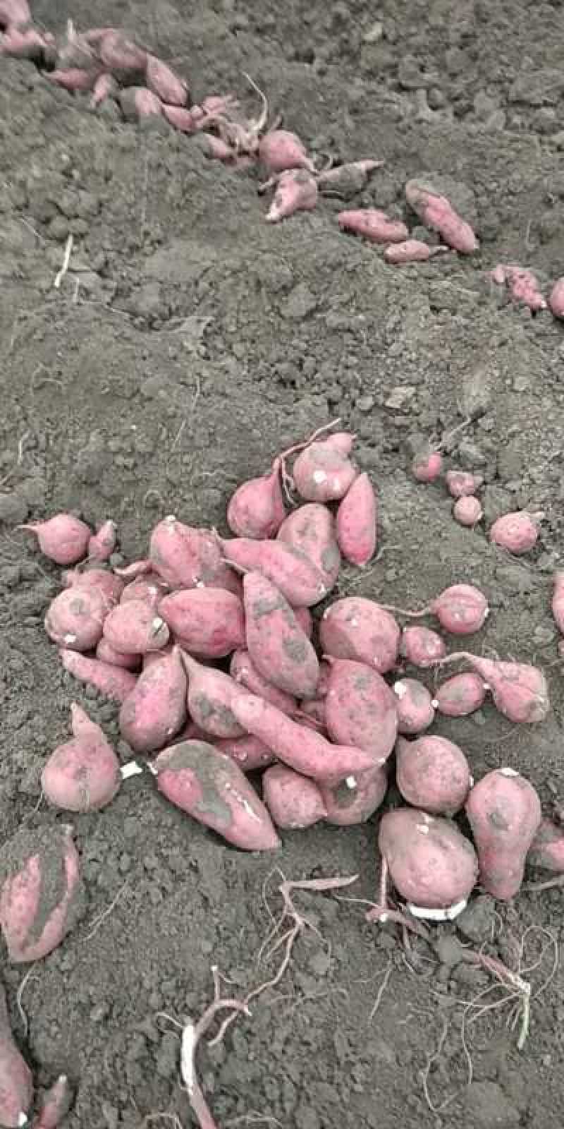 安徽亳州万亩基地黑土地商暑19工厂货加工薯