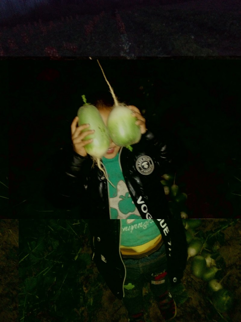 青皮脆甜大萝卜大量上市