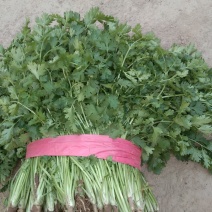 大量供应优质香菜，20到60各种净菜，毛菜，，