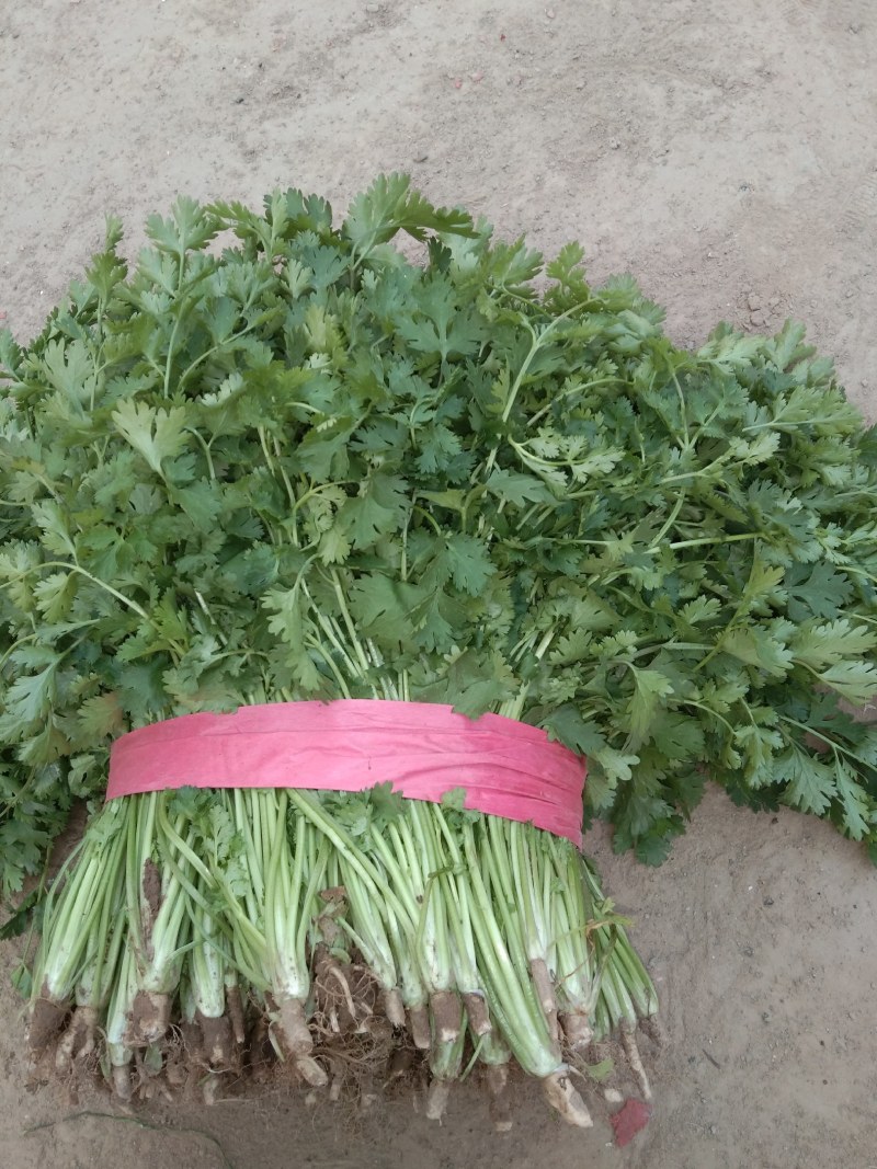 大量供应优质香菜，20到60各种净菜，毛菜，，
