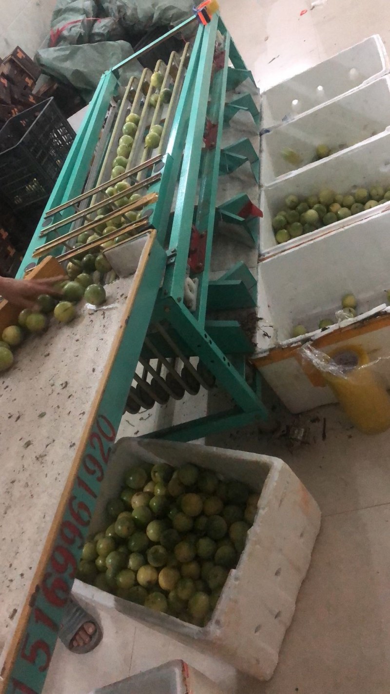 海南黄金百香果纯甜芭乐口味黄金果量大从优每天发车