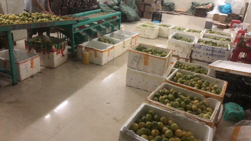 海南黄金百香果纯甜芭乐口味黄金果量大从优每天发车