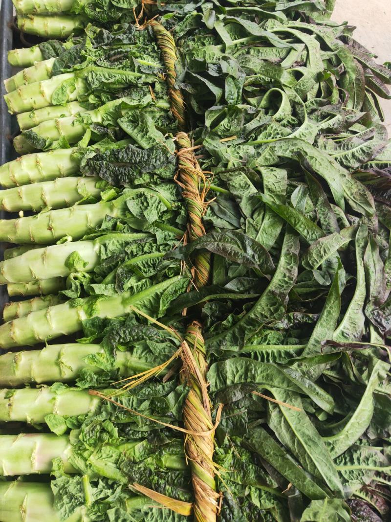 【莴笋推荐】红尖叶莴苣，产地直发，货源充足，量大从优！！
