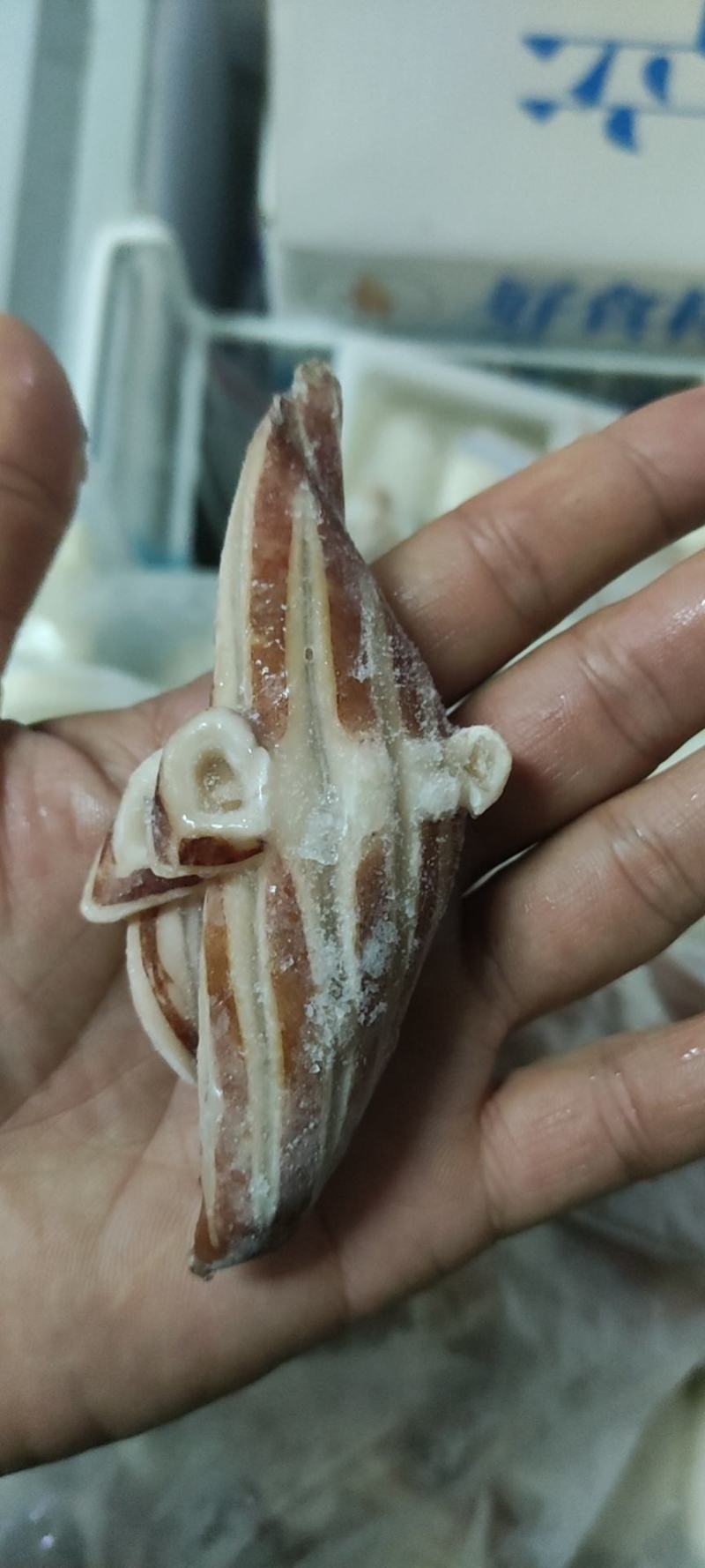 鱿鱼花鱿鱼翼单冻自然冰