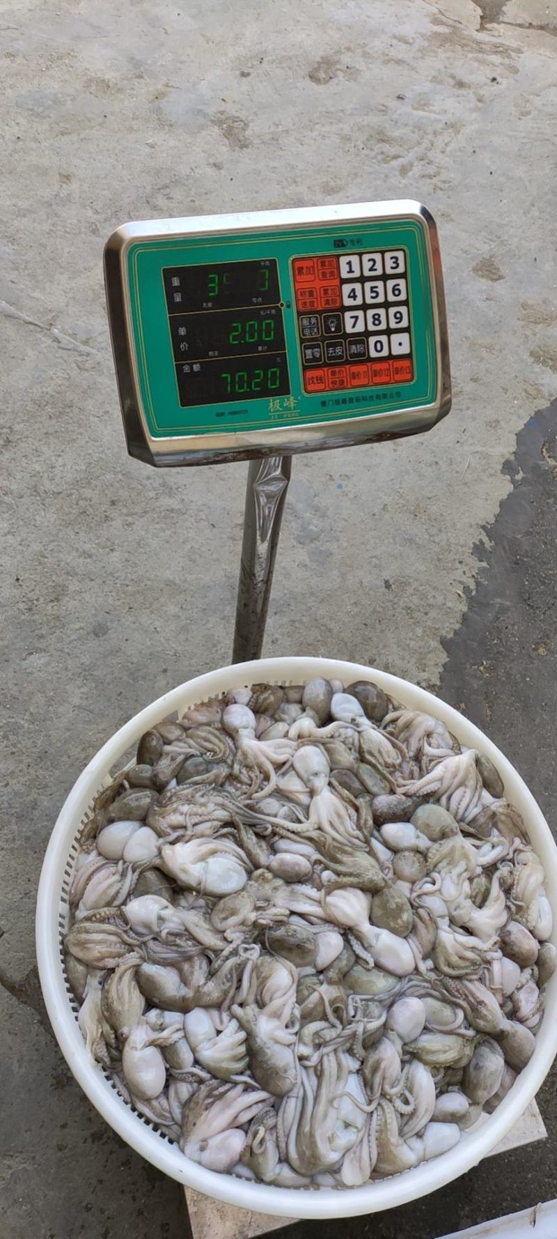 章鱼八爪88888888