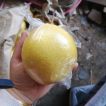 雪花梨不多啦，，，抓紧预定