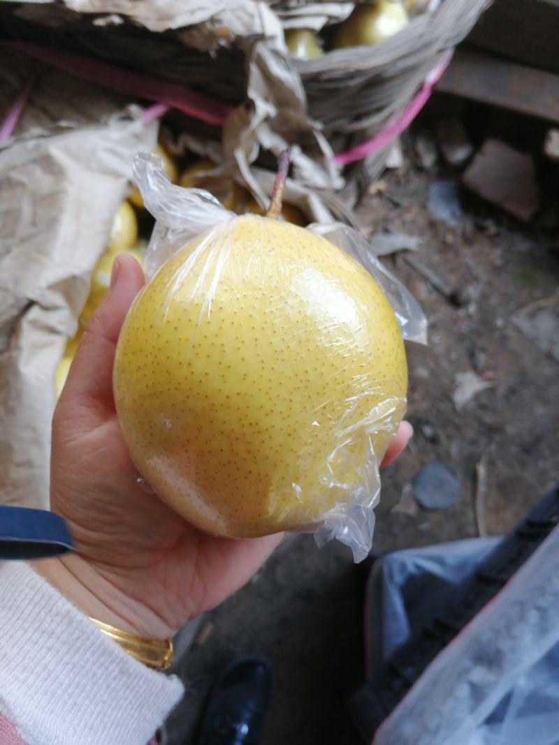 雪花梨不多啦，，，抓紧预定
