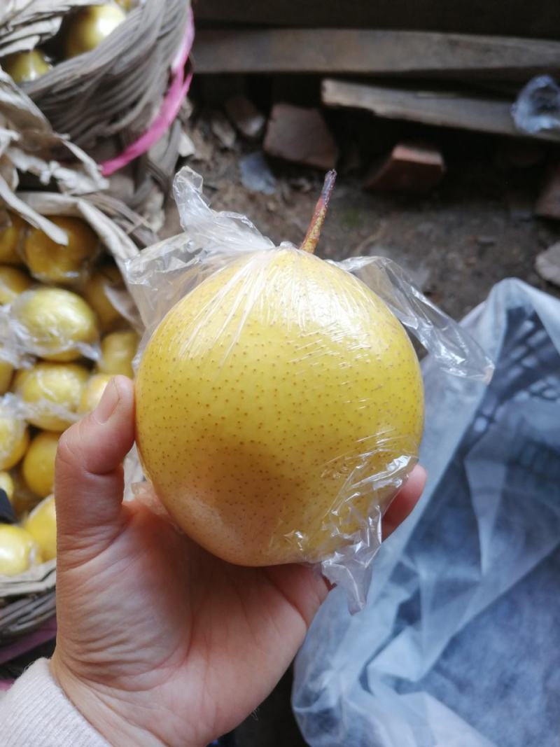 雪花梨不多啦，，，抓紧预定