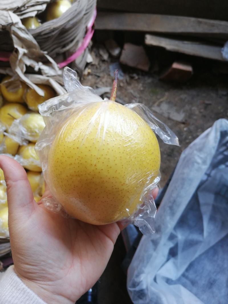 雪花梨不多啦，，，抓紧预定