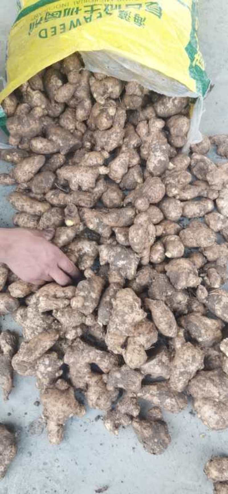 姜母大黄姜母小黄姜母大量有货，质量好，无烂头。