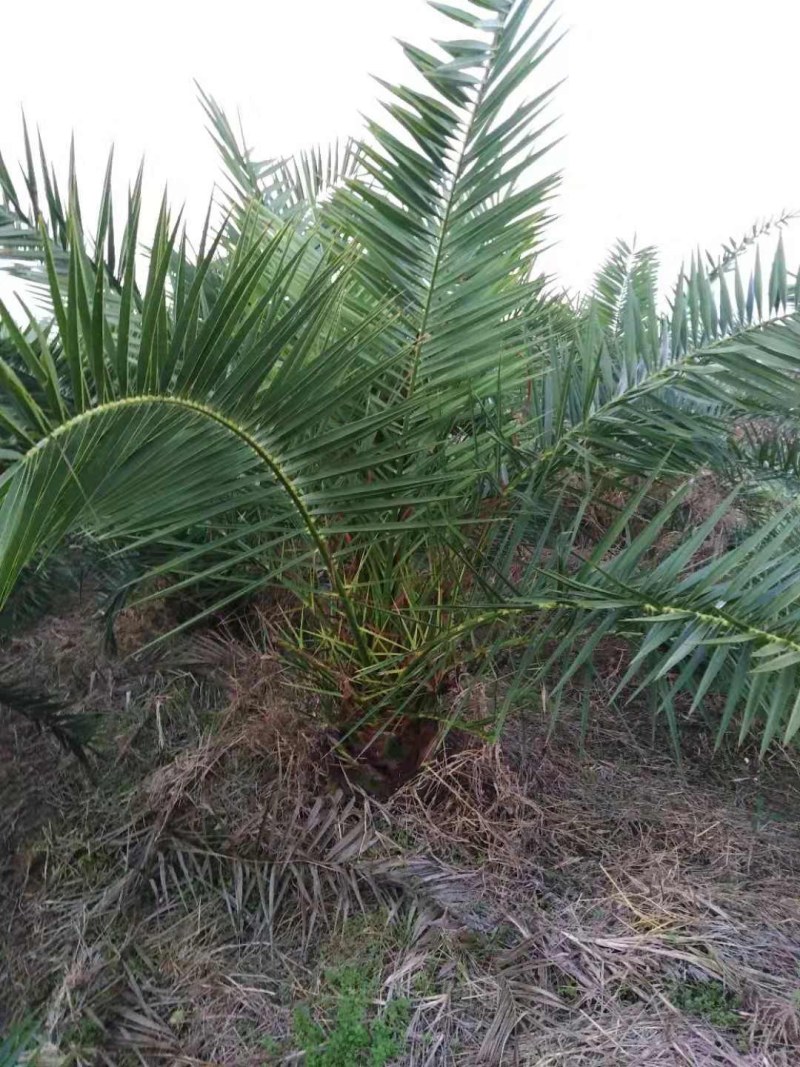 加拿利海枣，长江中下游驯化种植13年，更抗寒。