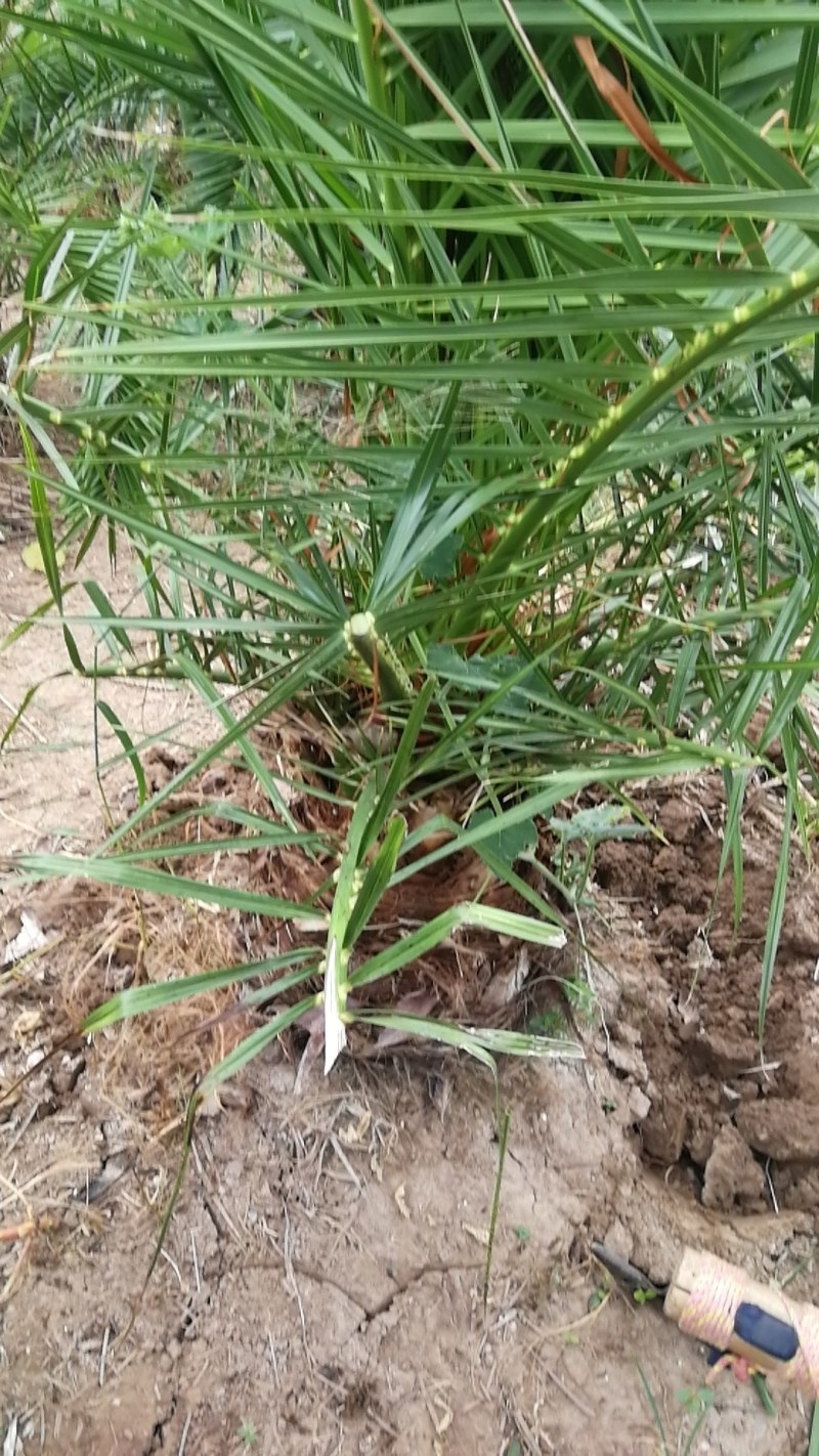 加拿利海枣，长江中下游驯化种植13年，更抗寒。