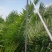加拿利海枣，长江中下游驯化种植13年，更抗寒。