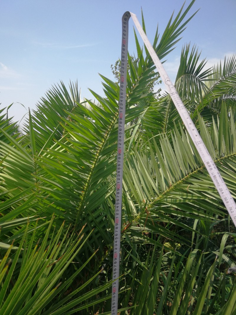 加拿利海枣，长江中下游驯化种植13年，更抗寒。