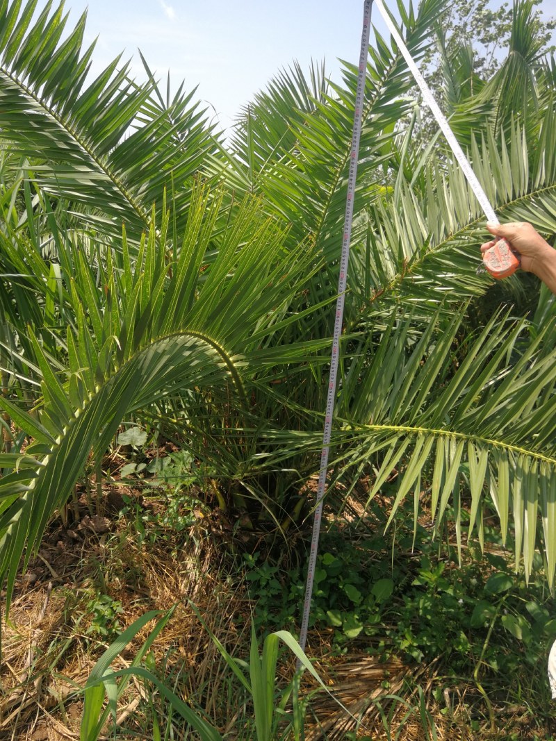 加拿利海枣，长江中下游驯化种植13年，更抗寒。
