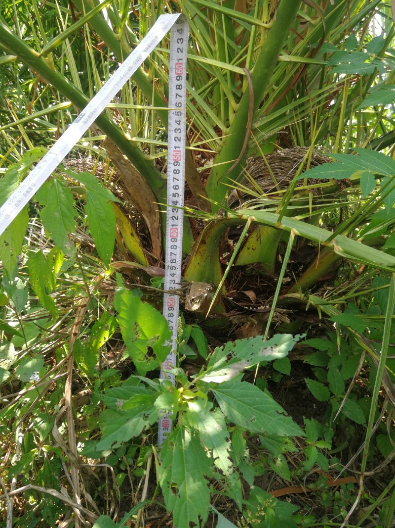 加拿利海枣，长江中下游驯化种植13年，更抗寒。