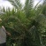 加拿利海枣，长江中下游驯化种植13年，更抗寒。