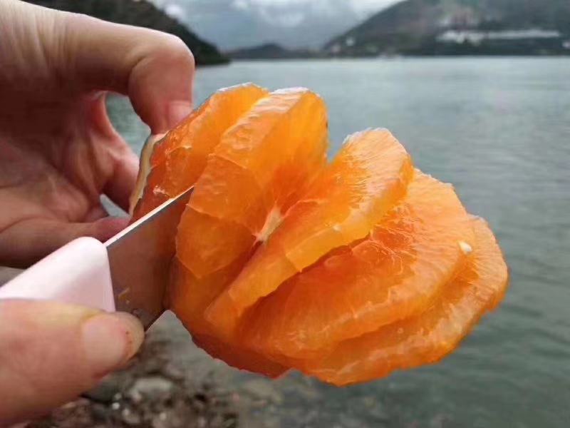 【秭归脐橙】普脐（果大皮薄货美味甜）平价批发诚信买卖