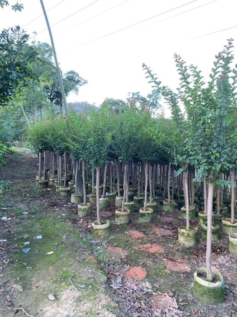 小叶紫薇3-8分大量出售