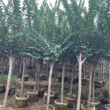小叶紫薇3-8分大量出售