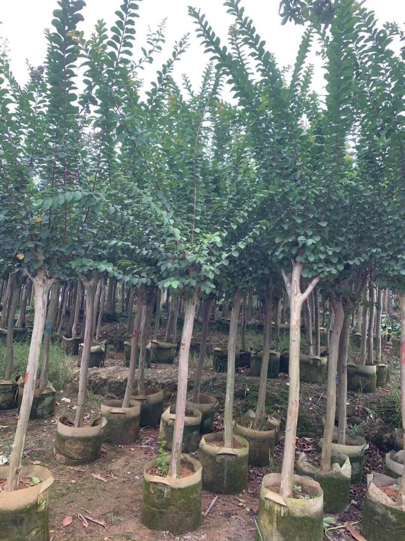 小叶紫薇3-8分大量出售