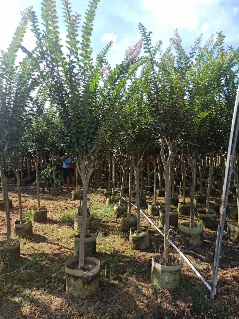 小叶紫薇3-8分大量出售