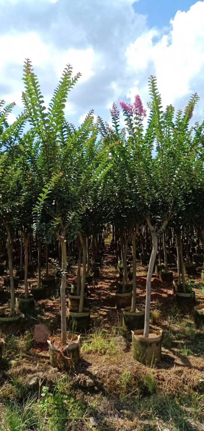 小叶紫薇3-8分大量出售
