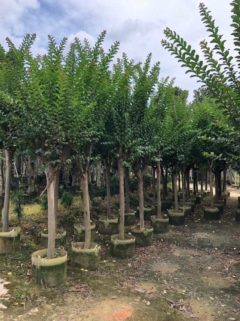小叶紫薇3-8分大量出售