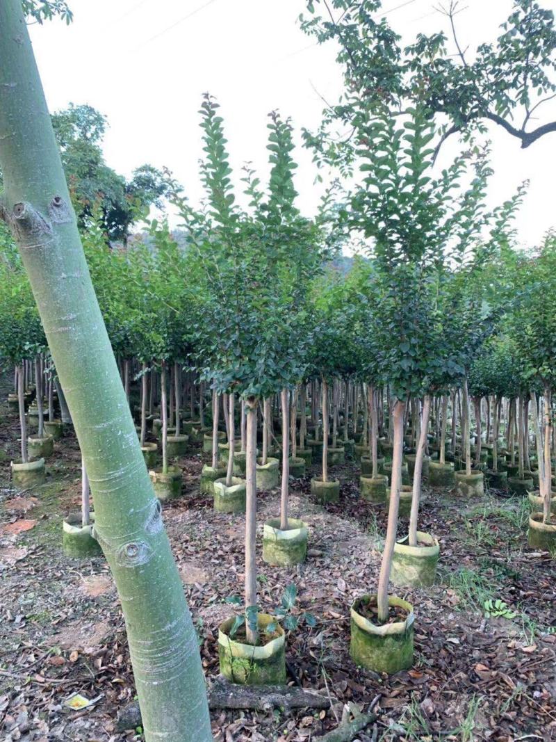 小叶紫薇3-8分大量出售