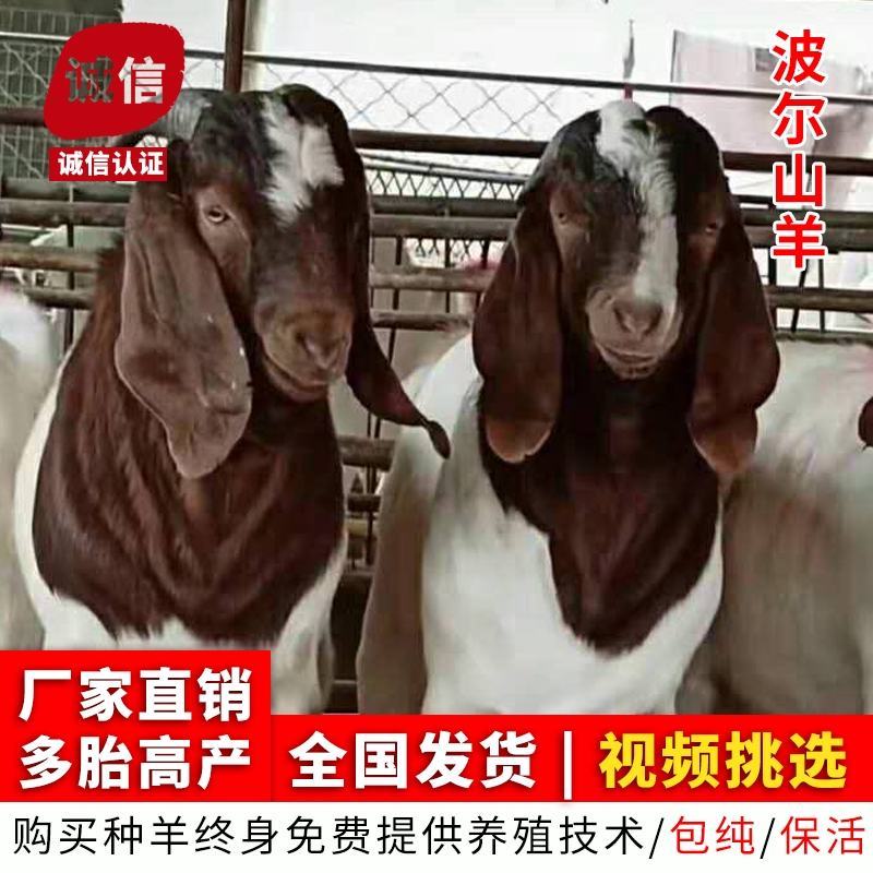 活羊纯种波尔山羊3-6月幼崽小羊羔怀孕母羊种公羊