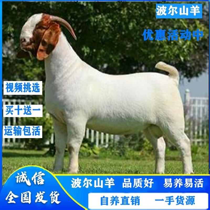 活羊纯种波尔山羊3-6月幼崽小羊羔怀孕母羊种公羊