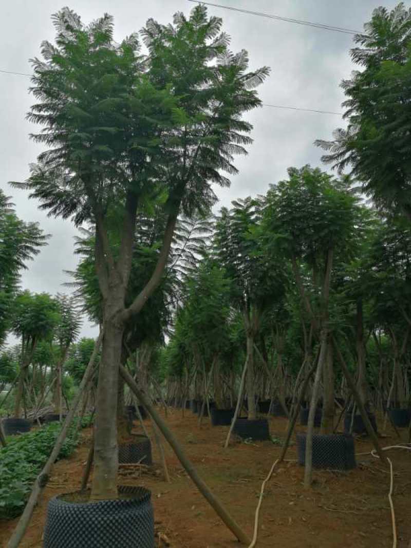 出售15以上蓝花楹假植苗