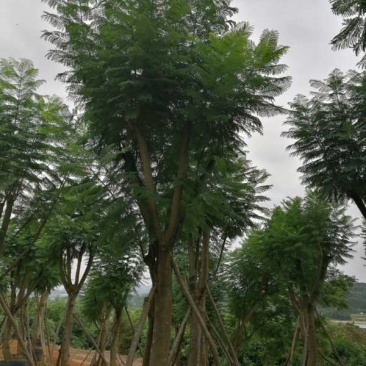 出售15以上蓝花楹假植苗