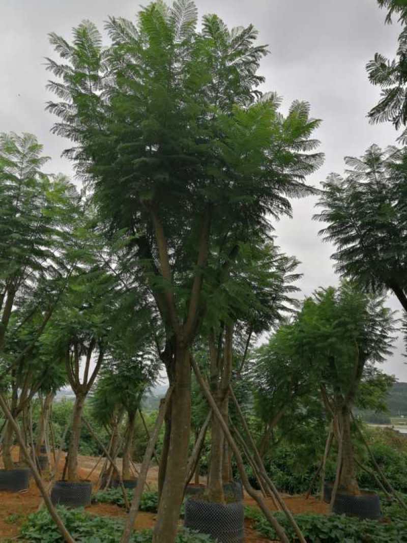 出售15以上蓝花楹假植苗