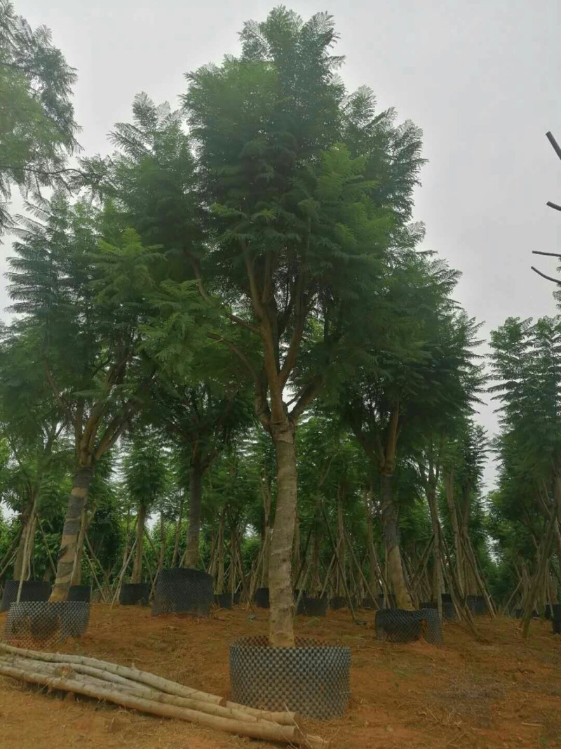 出售15以上蓝花楹假植苗