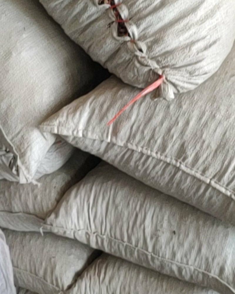 河南野生八月炸预知子通片