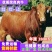 牛犊活牛西门塔尔牛犊肉牛犊西门塔尔牛200~300