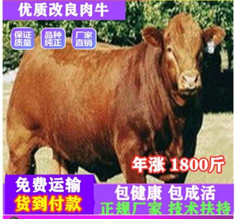牛犊活牛西门塔尔牛犊肉牛犊西门塔尔牛200~300