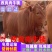 牛犊活牛西门塔尔牛犊肉牛犊西门塔尔牛200~300