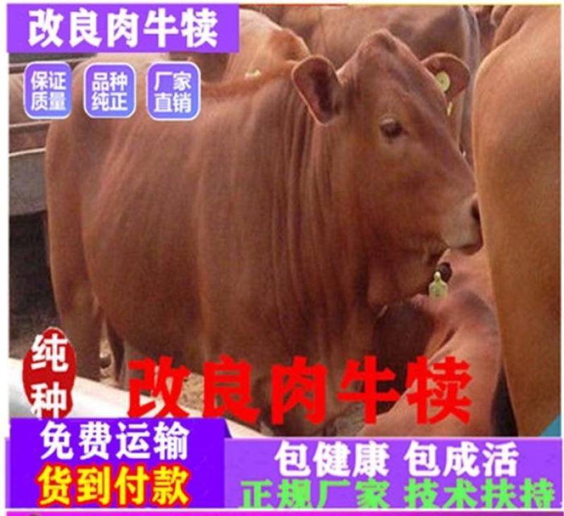 牛犊活牛西门塔尔牛犊肉牛犊西门塔尔牛200~300