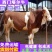 牛犊活牛西门塔尔牛犊肉牛犊西门塔尔牛200~300