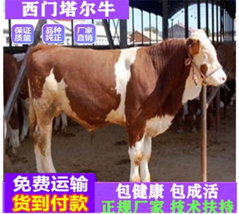 牛犊活牛西门塔尔牛犊肉牛犊西门塔尔牛200~300