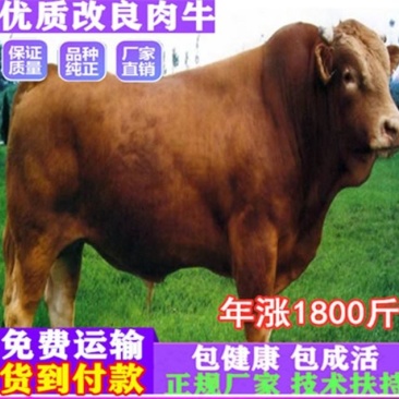 牛犊活牛西门塔尔牛犊肉牛犊西门塔尔牛200~300