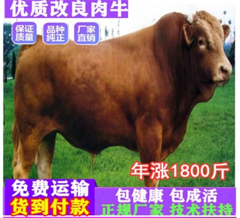 牛犊活牛西门塔尔牛犊肉牛犊西门塔尔牛200~300