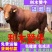 牛犊活牛西门塔尔牛犊肉牛犊西门塔尔牛200~300