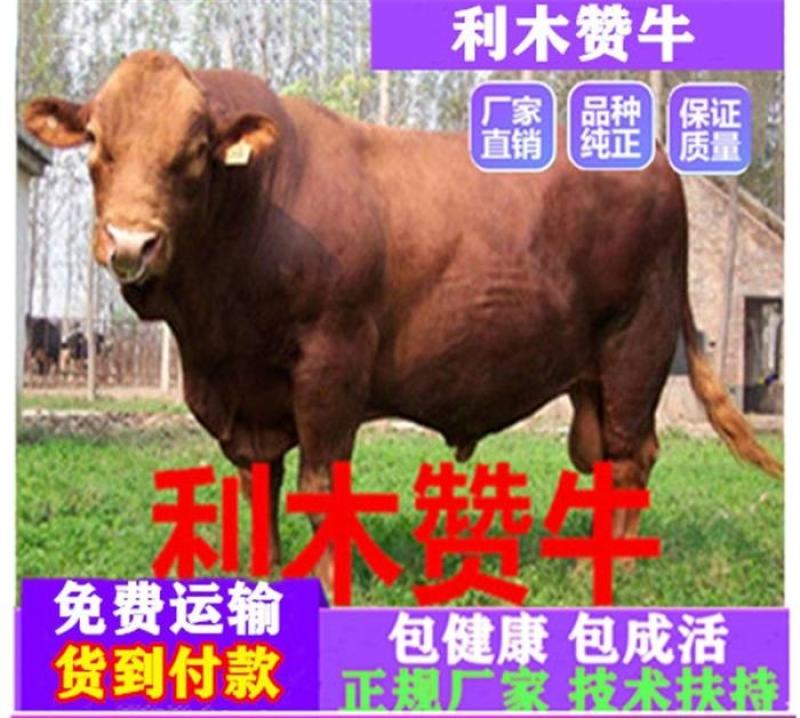 牛犊活牛西门塔尔牛犊肉牛犊西门塔尔牛200~300