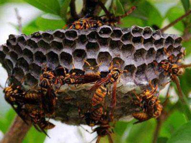 蜂窝蜂房野山蜂蜂房，长脚胡蜂蜂窝，野生大眼蜂房中药材
